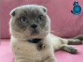 1 yasinda 1 dogum yapmis en cok tutulan renk scottish fold