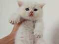Nadir bulunan renk baba full scrli anne şampiyon WHİTE BRİT