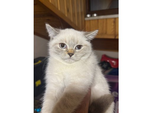 Üst kalite mavi gözlü bebekler 