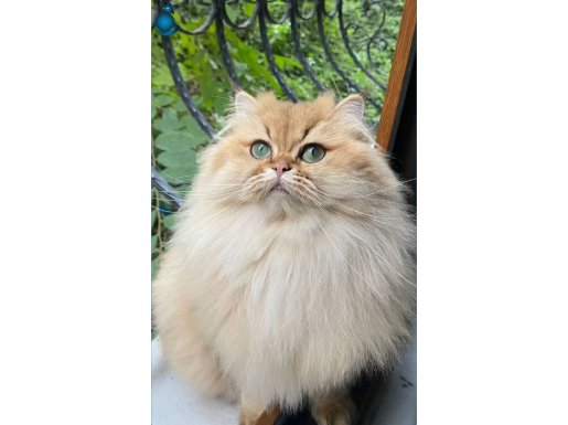 show class dişi british longhair Çorlu