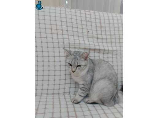 ÜCRETSİZ SAHİPLENDİRİLİCEK