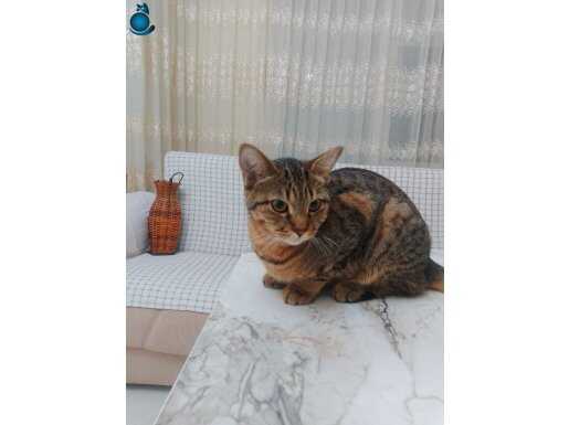 ÜCRETSİZ SAHİPLENDİRİLİCEK 