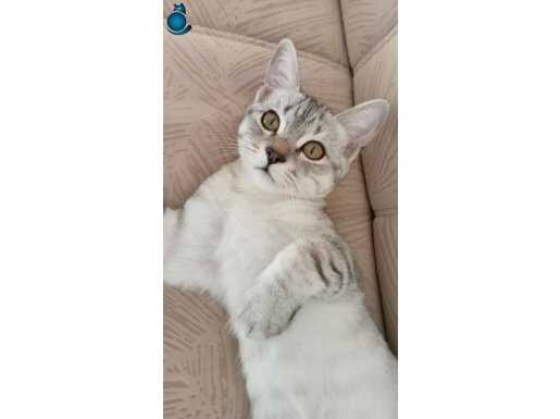 SAFKAN