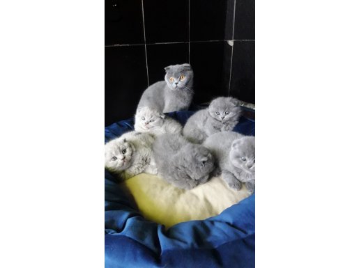 AKKUŞ ÜRETİM ÇİFTLİĞİNDEN SCOTTİSH FOLD YAVRULARI