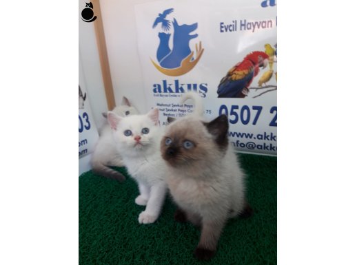 AKKUŞ ÜRETİM ÇİFTLİĞİNDEN BRİTİSH SHORTHAİR YAVRULARI