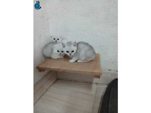 AKKUŞ ÜRETİM ÇİFTLİĞİNDEN SCOTİSH FOLD YAVRULARI