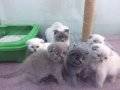 Scottish Fold