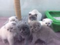 AKKUŞ ÜRETİM ÇİFTLİĞİNDEN SCOTTİSH FOLD YAVRULARI