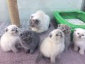 AKKUŞ ÜRETİM ÇİFTLİĞİNDEN SCOTTİSH FOLD YAVRULARI