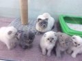 AKKUŞ ÜRETİM ÇİFTLİĞİNDEN SCOTTİSH FOLD YAVRULARI