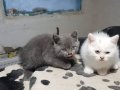 BRİTİSH YAVRULARIMIZ AKKUŞ ÜRETİM ÇİFTLİĞİNDEN