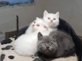 BRİTİSH YAVRULARIMIZ AKKUŞ ÜRETİM ÇİFTLİĞİNDEN