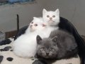BRİTİSH YAVRULARIMIZ AKKUŞ ÜRETİM ÇİFTLİĞİNDEN