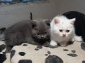 BRİTİSH YAVRULARIMIZ AKKUŞ ÜRETİM ÇİFTLİĞİNDEN