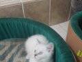 AKKUŞ ÜRETİM ÇİFTLİĞİNDEN BLUE POİNT BRİTİSH SHORTHAİR YAVRU