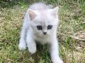 BRİTİSH SHORTHAİR YAVRULARI