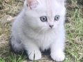 BRİTİSH SHORTHAİR YAVRULARI