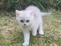 BRİTİSH SHORTHAİR YAVRULARI