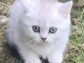 BRİTİSH SHORTHAİR YAVRULARI