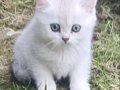 BRİTİSH SHORTHAİR YAVRULARI