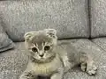 2 aylık erkek kedimiz sahiplendirilecektir.