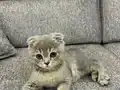 2 aylık erkek kedimiz sahiplendirilecektir.