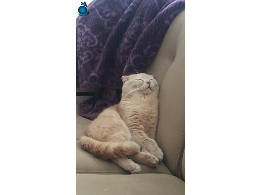 özel renk erkek scottish fold ( kısırlaştırılmamıştır)