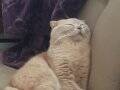 özel renk erkek scottish fold ( kısırlaştırılmamıştır)