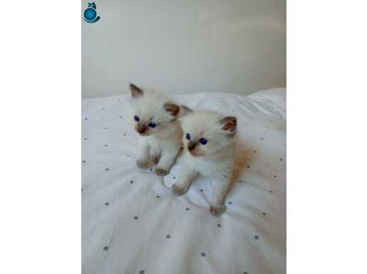 Safkan Anne Baba Ragdoll Yavrular