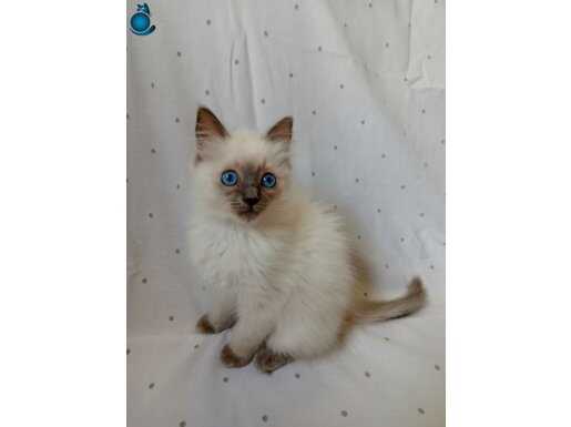 Safkan Ragdoll Anne Babadan Dişi Yavru