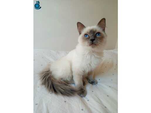 Safkan Anne Babadan Yavru Dişi Ragdoll
