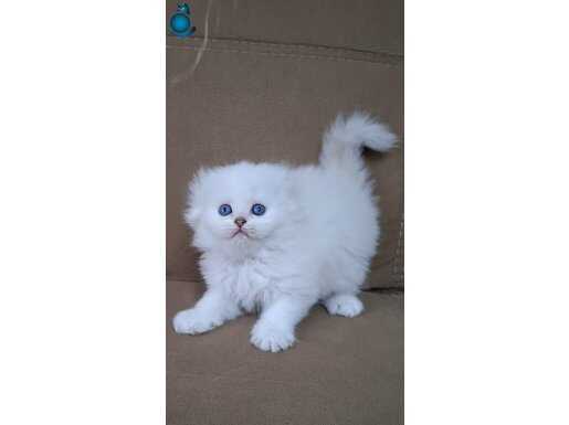 Scottish Fold ve Scottish Straight kardeşler 