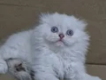 Scottish Fold kardeşler 