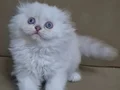 Scottish Fold kardeşler 