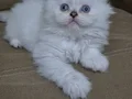Scottish Fold kardeşler 