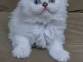 Scottish Fold kardeşler 