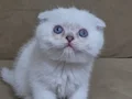 Scottish Fold kardeşler 