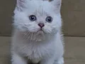 Scottish Fold kardeşler 