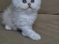 Scottish Fold kardeşler 