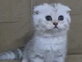 Scottish Fold kardeşler 