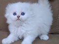 Scottish Fold ve Scottish Straight kardeşler 