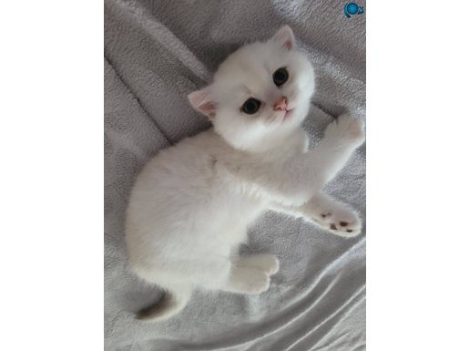 Biritish bebeklerime bakabilecek aile