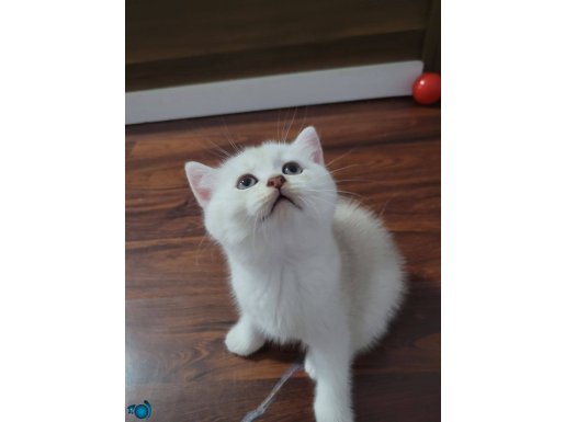 50 gunluk ogluma bakabilecek aile 