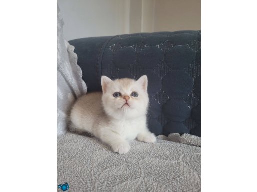 Bebeklerime bakabilecek aile 