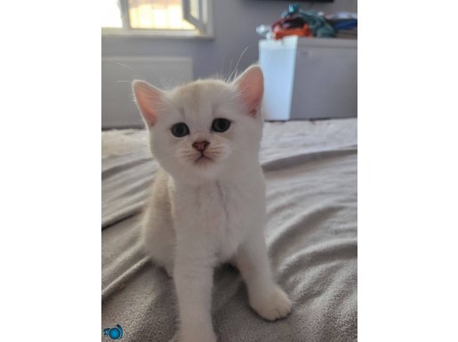 Guzel ogluma bakabilecek aile 