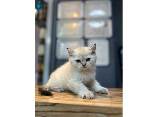 A KALİTE BRİTİSH SHOTHAİR 