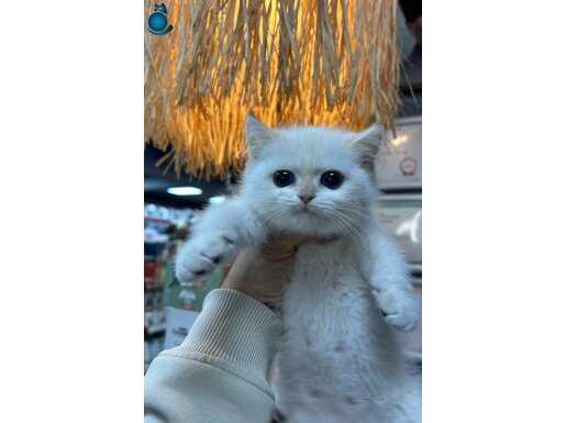 GOLDEN POİNT BRİTİSH SHOTHAİR 