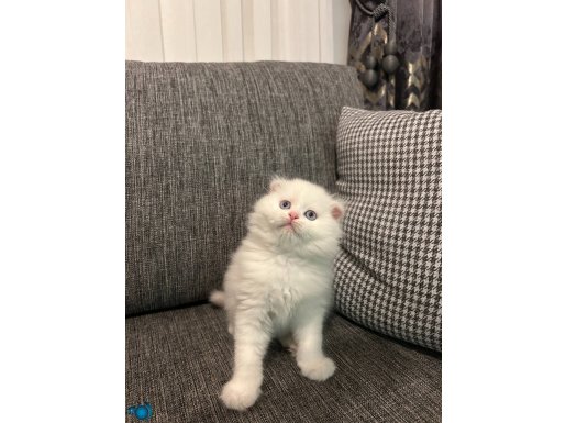 A KALİTE SCOTTİSH FOLD LONGHAİR