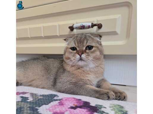 GOLDEN SCOTTİSH FOLD