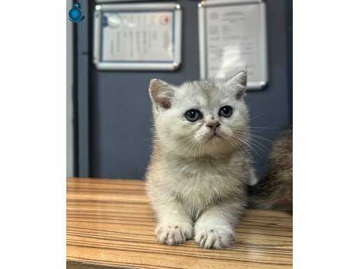 A KALİTE British Shothair Yavrularımız